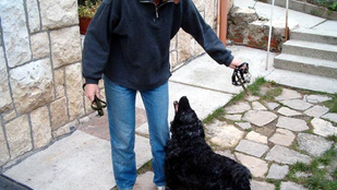 Magyar kutatók fordíthatnak kutyáról emberre