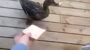Az megvan, hogy a kacsa bekopog, mert jött a kenyérért?