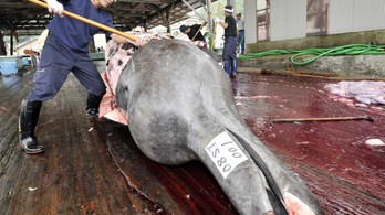 Csaknem 150 delfint öltek meg a Feröer-szigeteknél