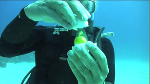 Tudja mi történik, ha víz alatt tör fel egy tojást?