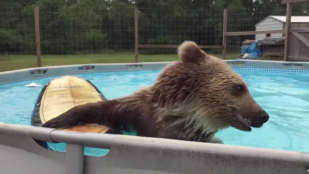 Nincs boldogabb lény a medencében pancsoló medvénél