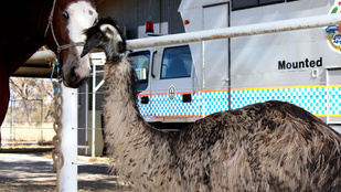 Íme, egy emu, ami lónak képzeli magát