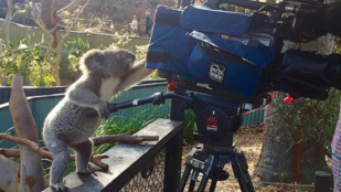 A koalák nagyon sok mindenhez értenek, de a kamerákhoz főleg