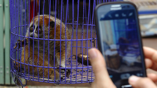 Tudta, hogy cuki lajháros videók nézegetésével az állatkínzást támogatja?