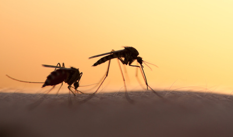 Magyarországon is vannak veszélyes betegségeket terjesztő szúnyogok