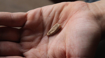 Tini régészek találtak 560 ezer éves fogat