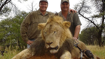 Pácienseinél is kanosszát kell járnia a zimbabwei oroszlánt kilövő fogorvosnak