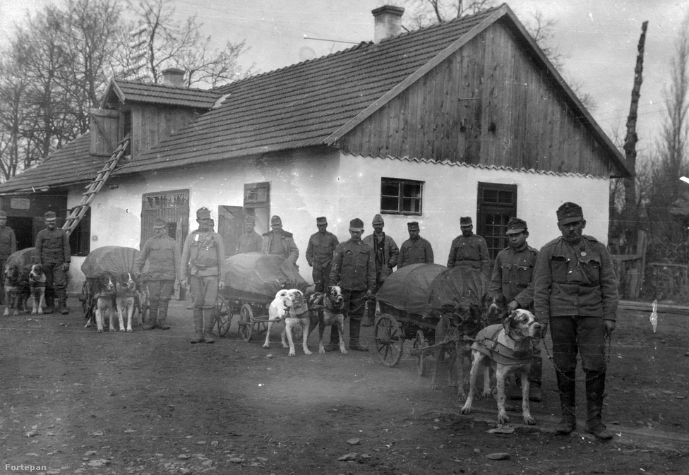 A kutyák az 1870-es évektől a hadviselésben is megjelentek. Az első világháborúban az olaszok, a franciák, a belgák, az angolok az oroszok és mi, magyarok is használtunk vontatókutyákat az ellátmány és nehézfegyverzet szállítására, ahogy ez a fenti, 1915-ös fotón is látható. De a jó szaglásuk miatt egyéb feladatokra is alkalmasak voltak: felkutatták a frontvonalon megsebesült katonákat, és a romok közt, vagy erdőben rejtőzködő ellenfelet is képesek voltak megtalálni. Gyorsaságuk és kis termetük kiválóan alkalmassá tette őket az egységek közötti futárfeladatok ellátására. Sok kutya a gáztámadásokat is előre jelezte, és arra is megtanították őket, hogy a lövészárkot megközelítő ellenséget ne ugatással, hanem halk morgással jelezzék az őrszemnek. A fogolytáborok őrzése mellett a lövészárkok rágcsáló mentesítésére is kutyákat alkalmaztak, de a velük való játék a pihenő vagy sérült katonák morálját is javította.