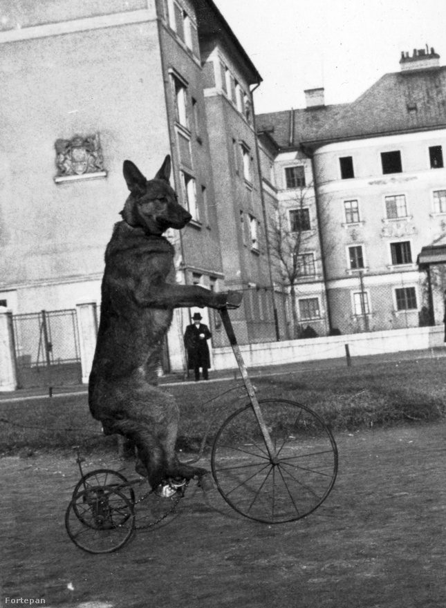 Agilis német juhász triciklizik a Raktár utcai házak között, 1938-ban. A meredten elálló fülei miatt úgy tűnik, csak a fotós akarta ezt a mutatványt, a kutya nem igazán.