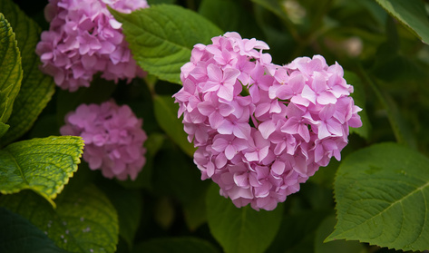 A romantikus kert legfőbb eleme: a hortenzia
