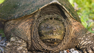 Agresszív teknőst fogtak Törökbálinton