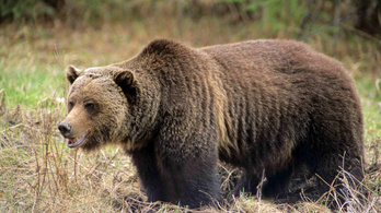 Grizzly medve ölt embert a Yellowstone parkban