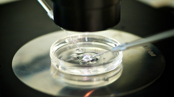 Betiltották az egyik lombikintézet embriószűrő programját