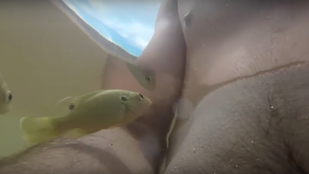 A nap videóján: A mellbimbóra támadó hal!!!