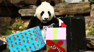 Annyira cuki a szülinapi ajándékait bontogató panda, hogy sírunk