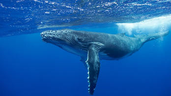 Arat a halál a bálnáknál