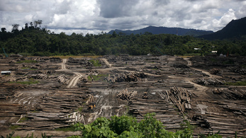 Fajok százezrei pusztulhatnak ki az erdőirtás miatt