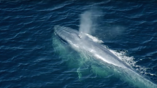 Hivatalos: a kék bálnának van a világon a legnagyobb szíve