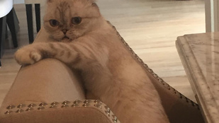 Taylor Swift és Lisa Kudrow élőben adta elő a Büdös macska című klasszikust