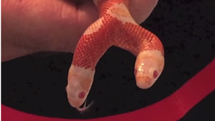 Magát is felfalná a kétfejű albínó kígyó