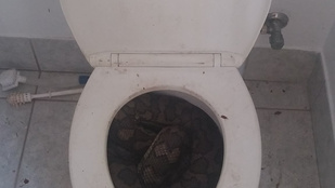 Az ausztrál kígyók elkezdtek beköltözni a vécékbe