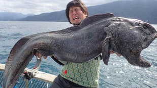Bizarr szörnyeteget fogott egy japán halász