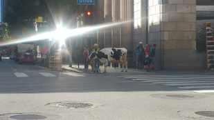 Semmi, csak egy tehén sétálgat Los Angeles belvárosában